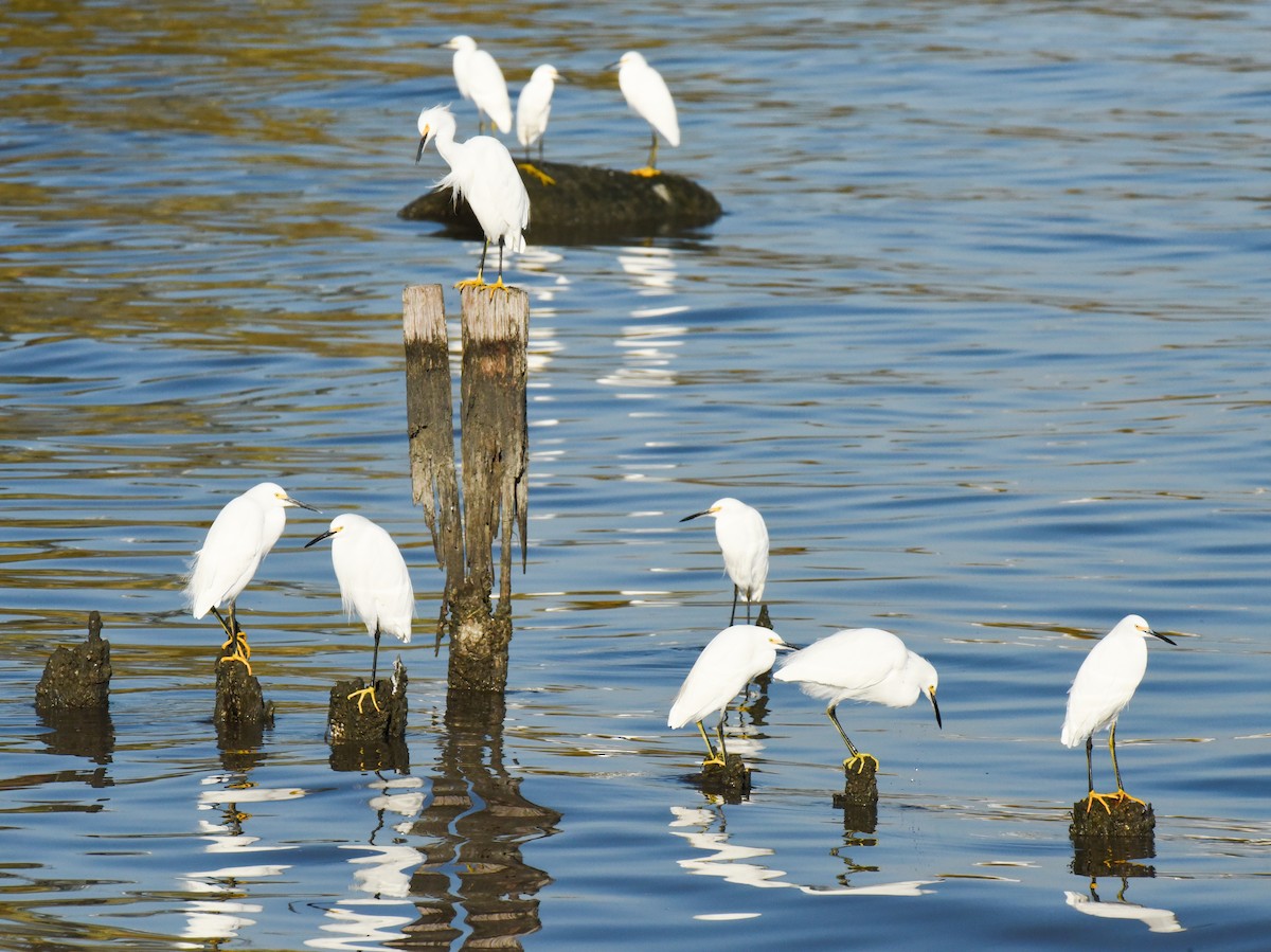 Snowy Egret - ML646559702