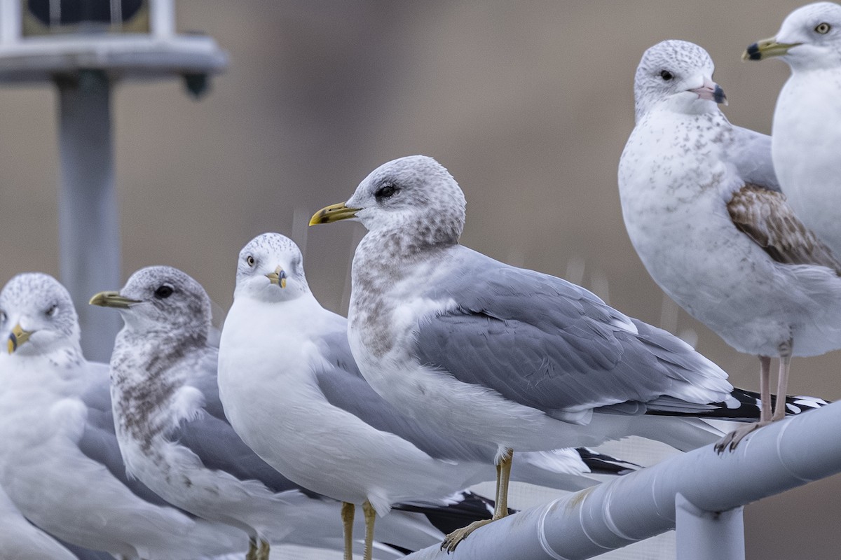 Gaviota de Alaska - ML646559703