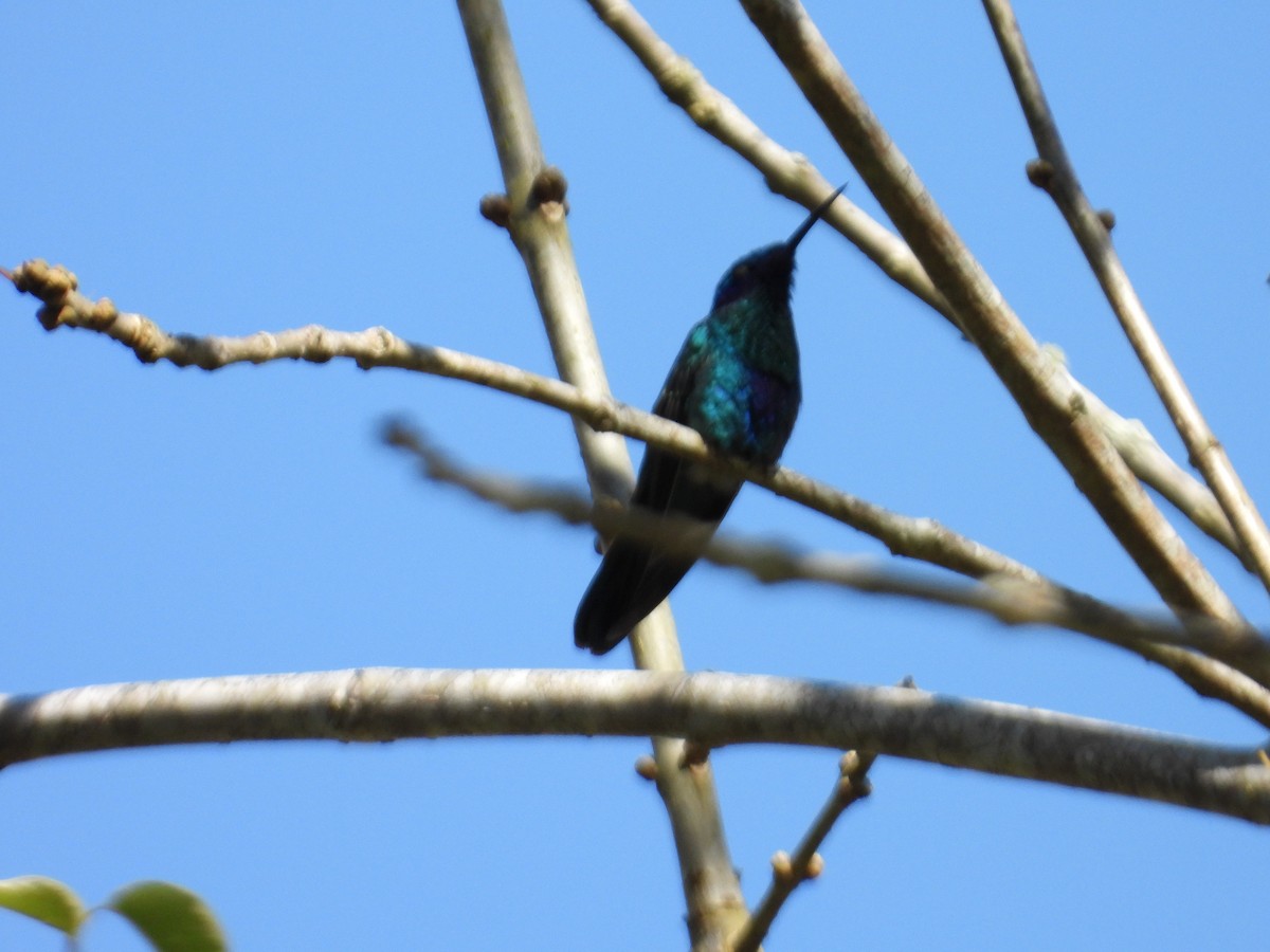 Колібрі синьочеревий - ML646559704