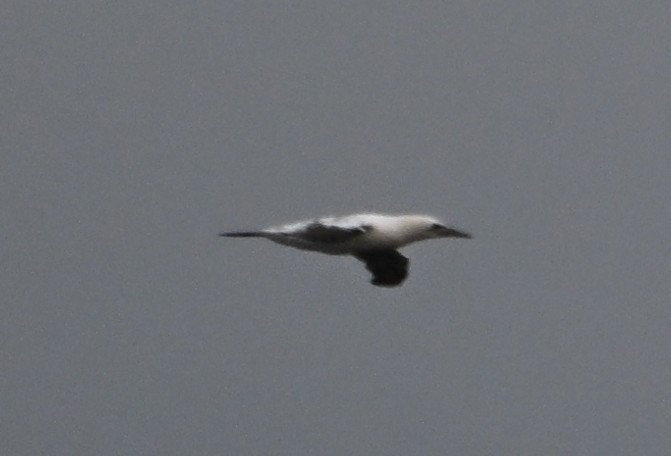 Northern Gannet - ML646559705