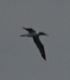 Northern Gannet - ML646559706