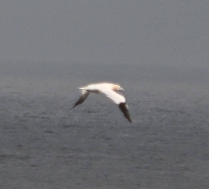 Northern Gannet - ML646559707