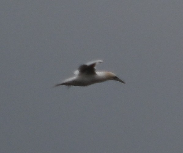 Northern Gannet - ML646559708
