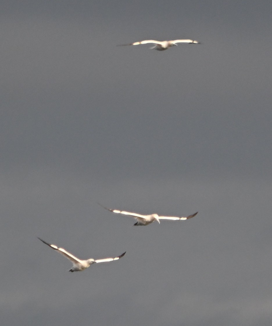 Northern Gannet - ML646559709