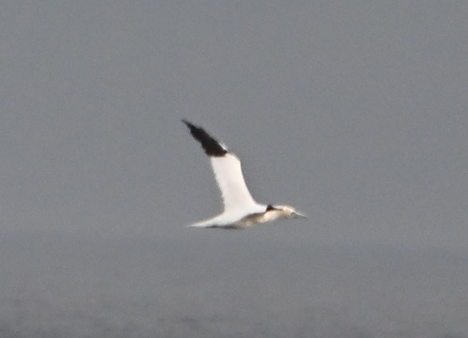 Northern Gannet - ML646559711