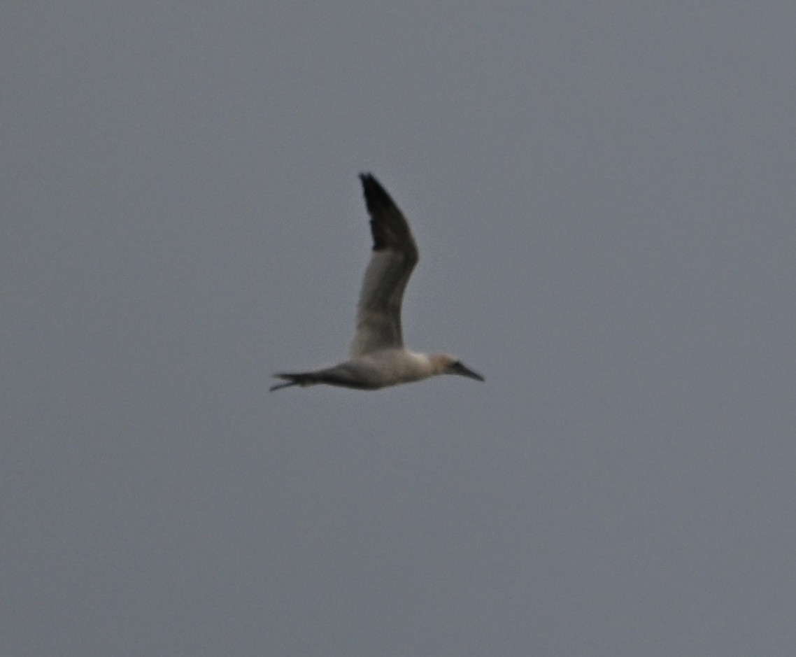 Northern Gannet - ML646559712