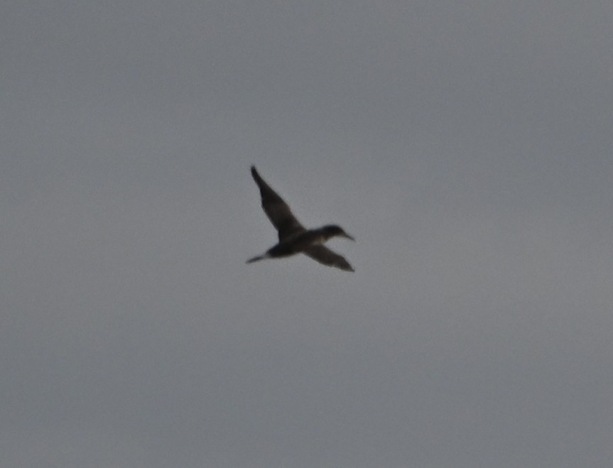 Northern Gannet - ML646559713