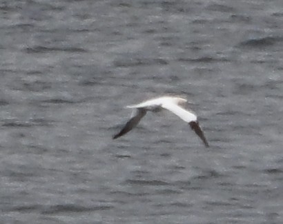Northern Gannet - ML646559714
