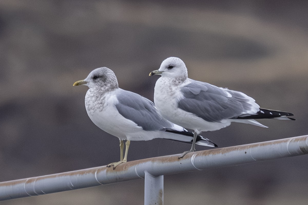Gaviota de Alaska - ML646559717