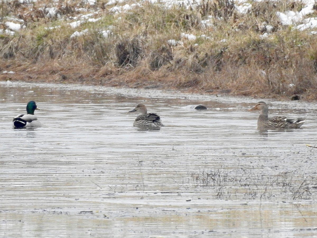 Шовтгор алаг нугас - ML646559720