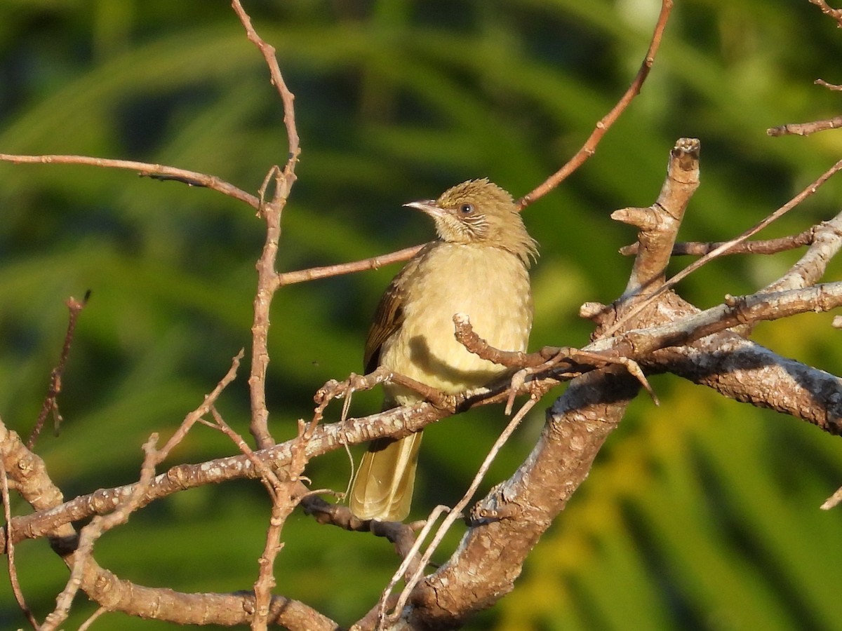 Streak-eared Bulbul - ML646559721