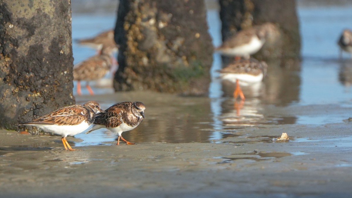 Ruddy Turnstone - ML646559723