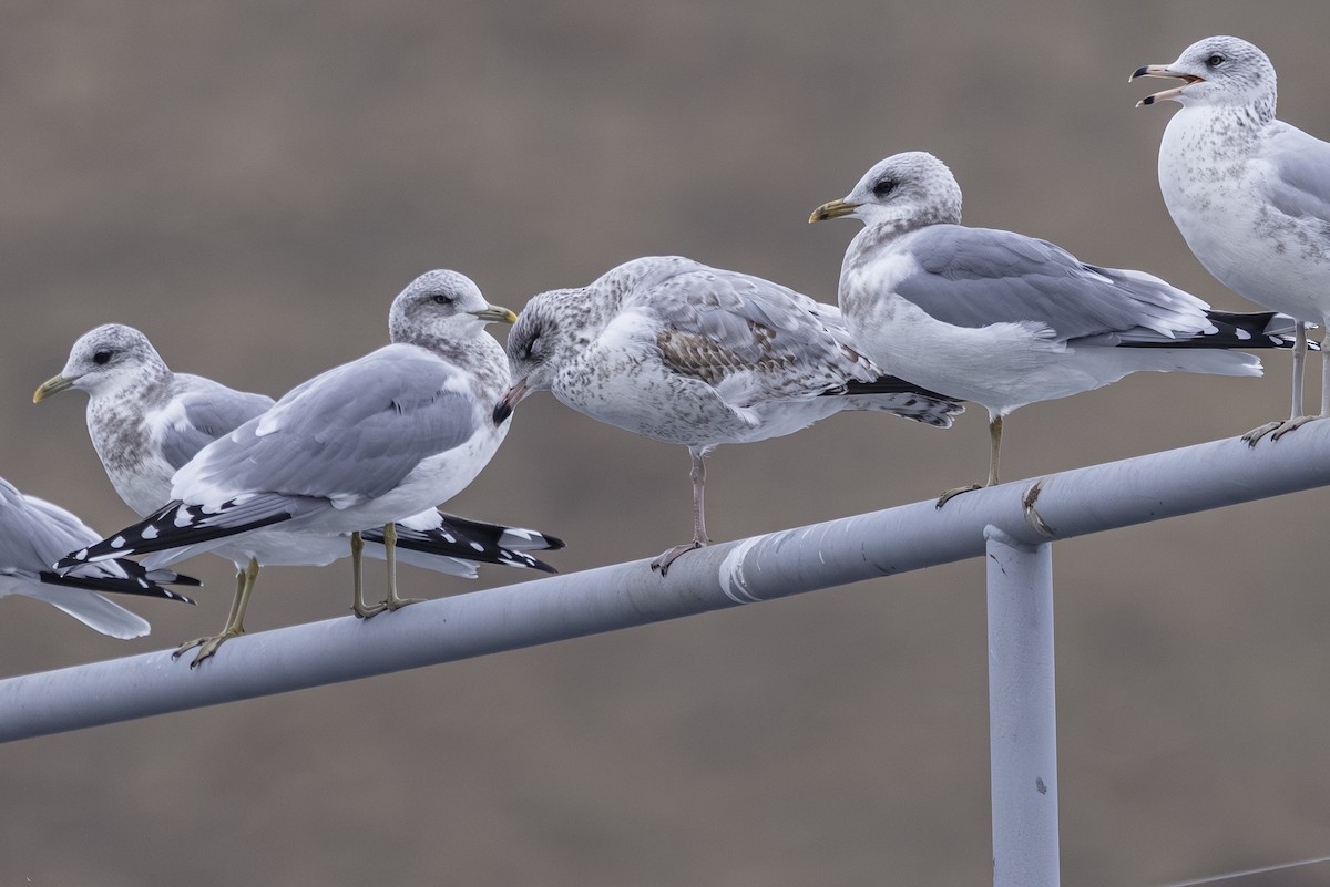 Gaviota de Alaska - ML646559725
