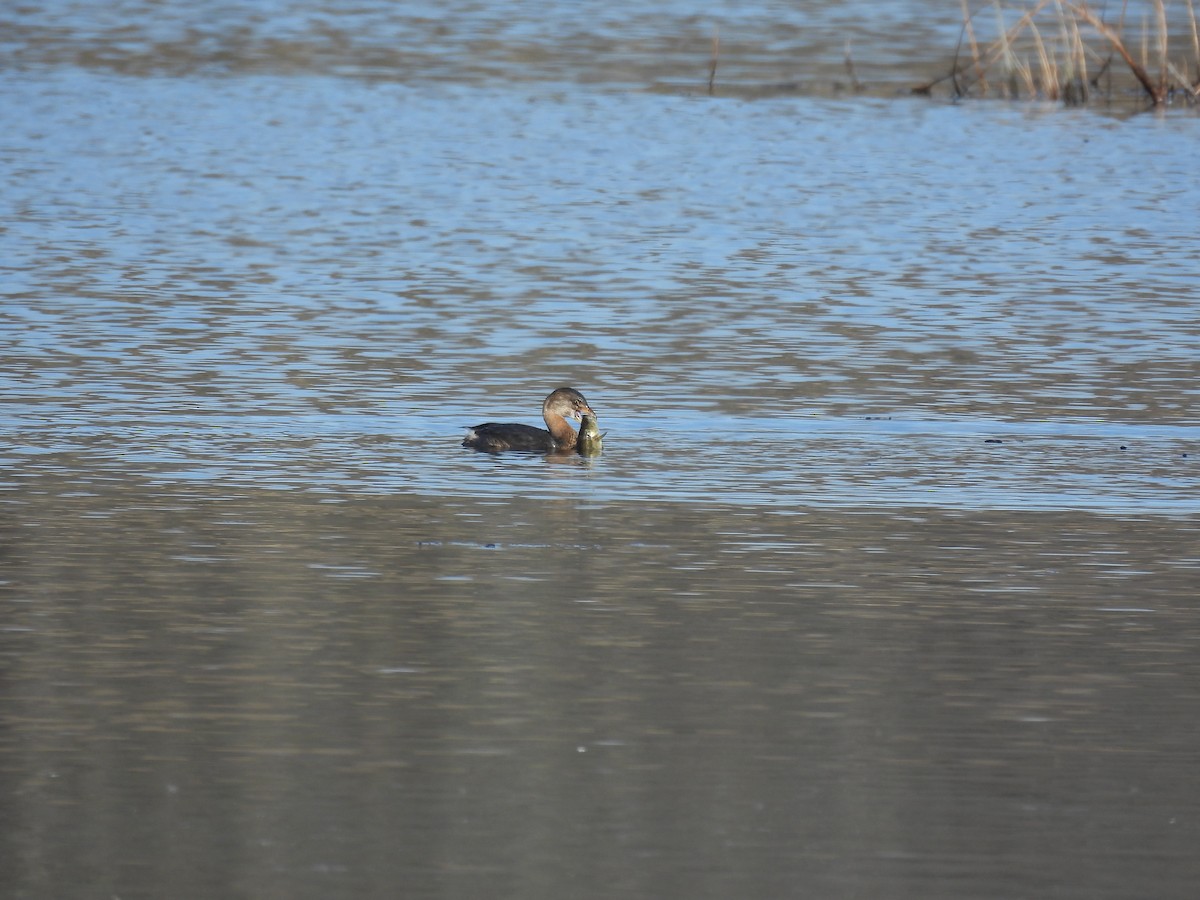 Pied-billed Grebe - ML646559726