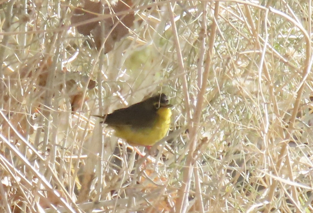 Kentucky Warbler - ML646559728