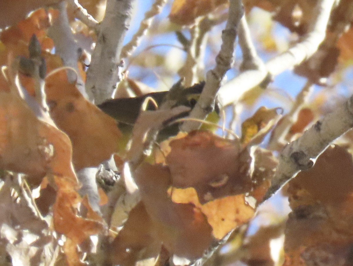 Kentucky Warbler - ML646559729