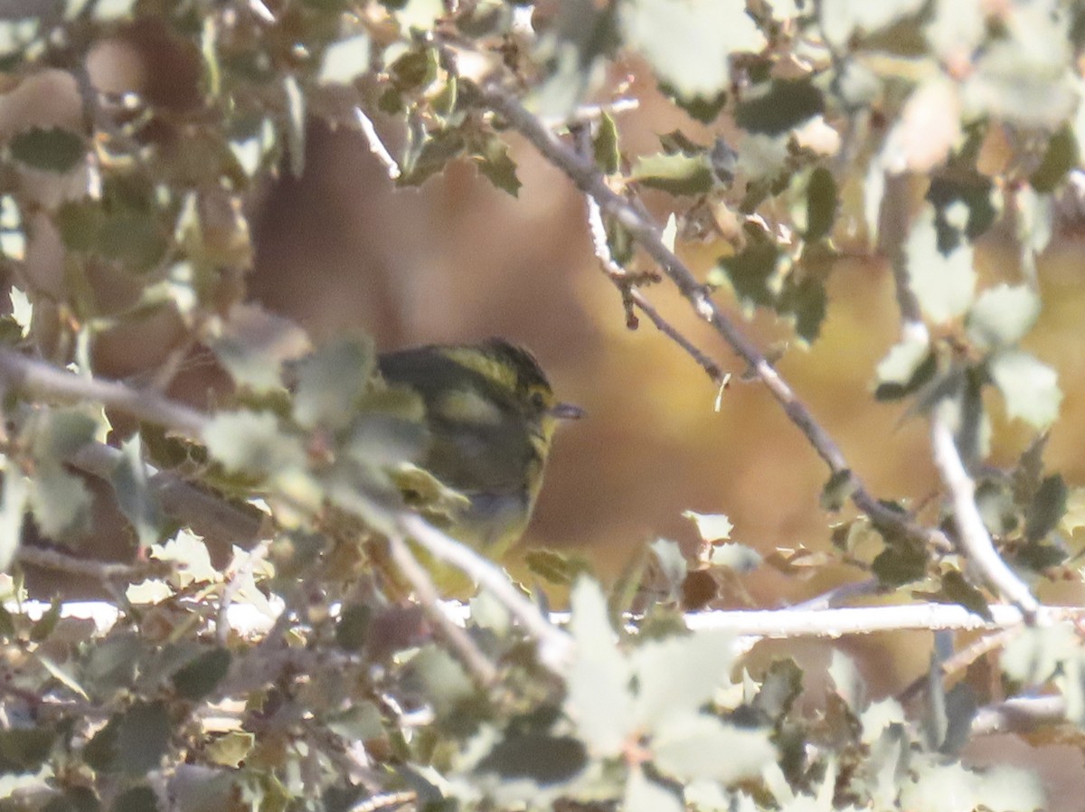 Kentucky Warbler - ML646559730