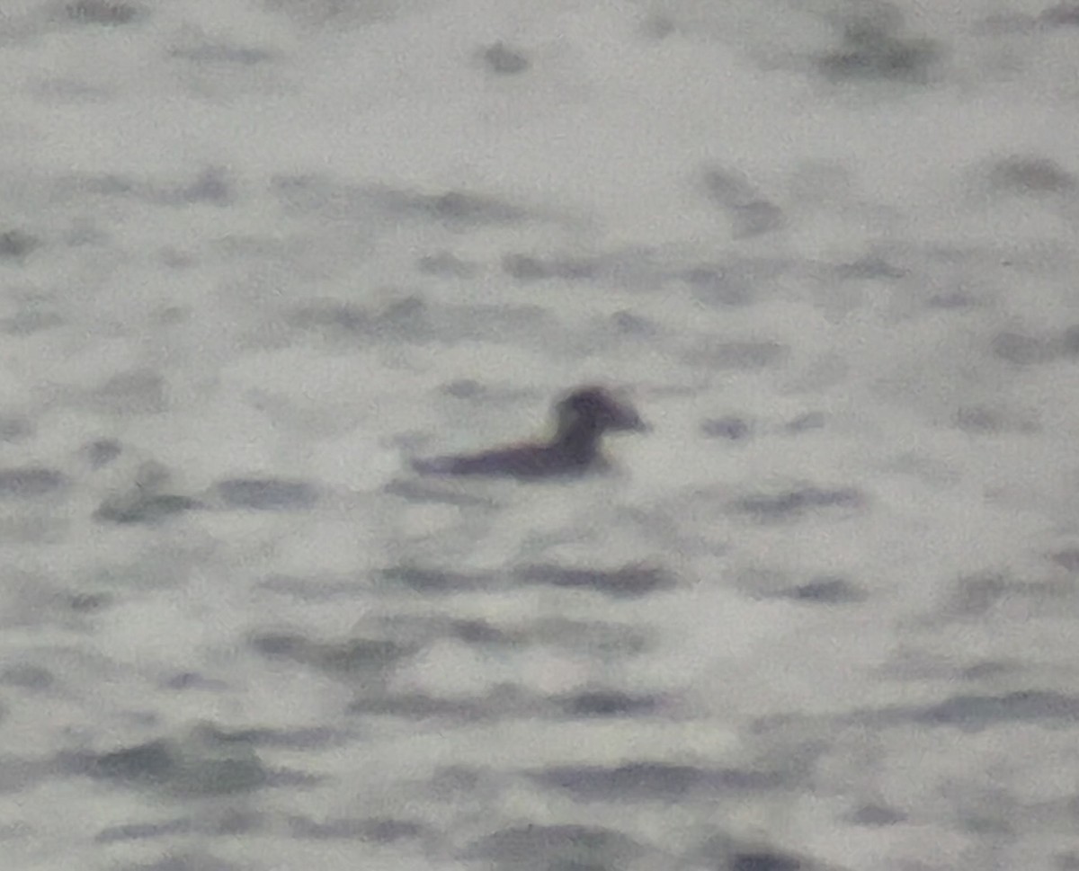 Surf Scoter - ML646559732