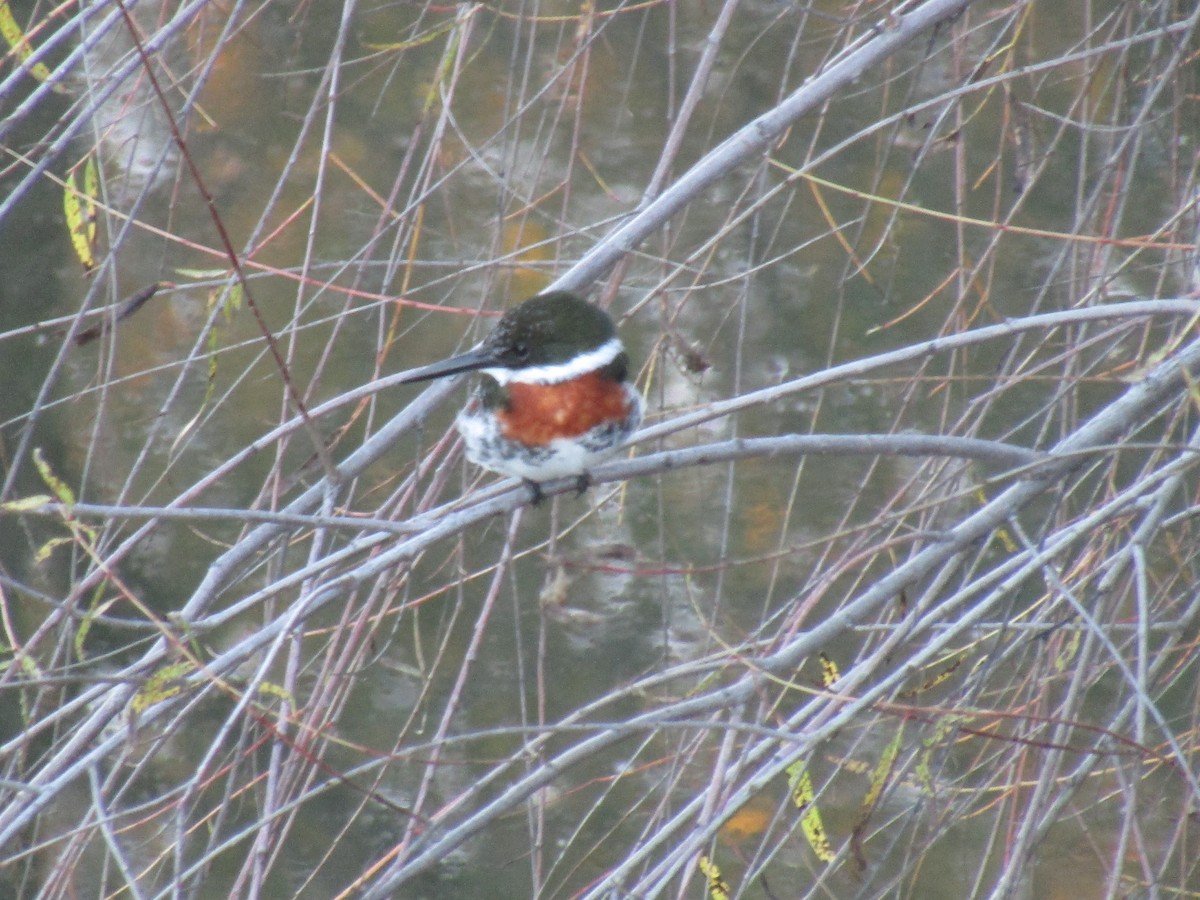 rybařík zelený - ML646559733