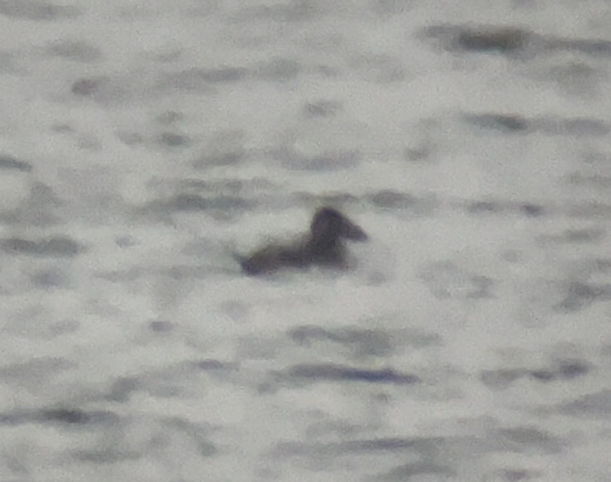 Surf Scoter - ML646559736