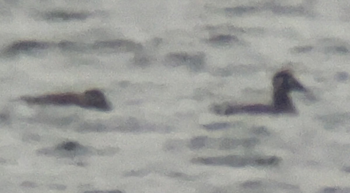 Surf Scoter - ML646559739