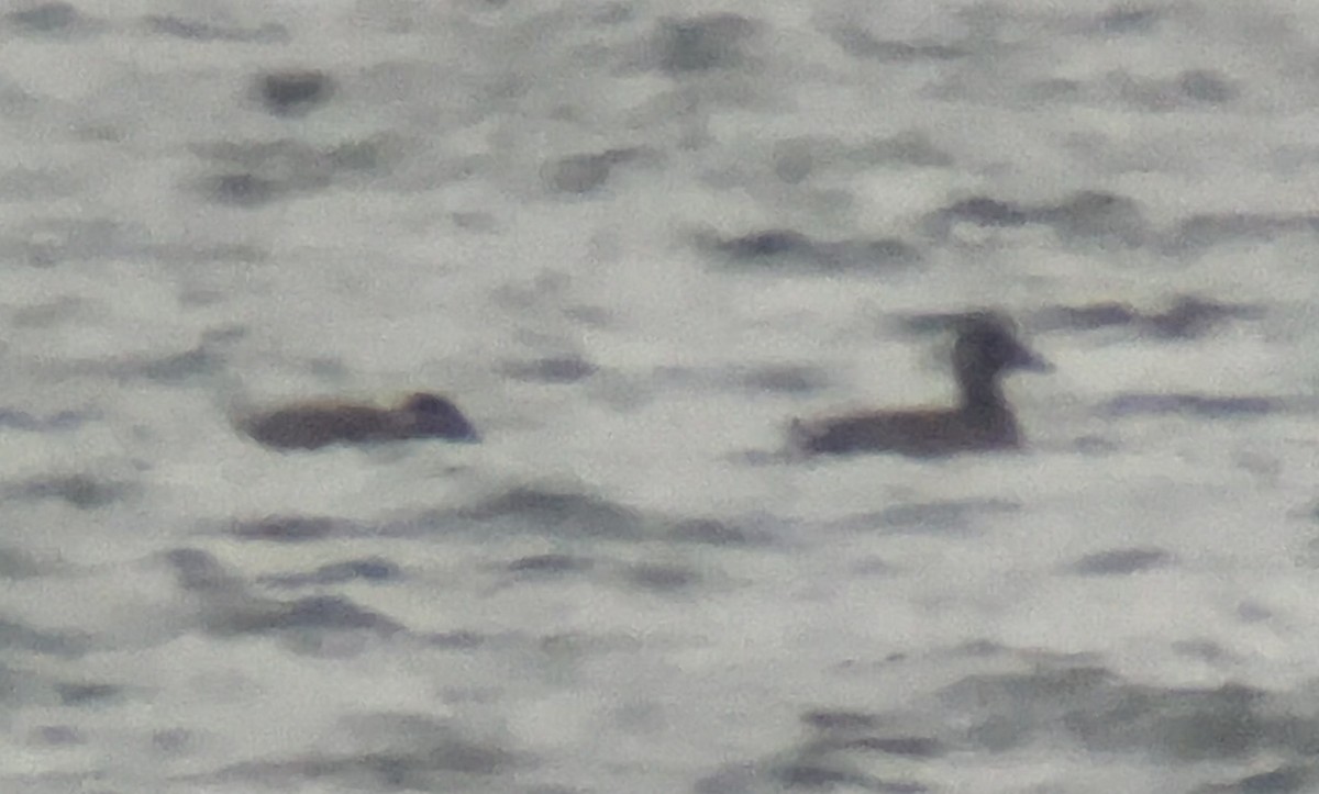 Surf Scoter - ML646559742