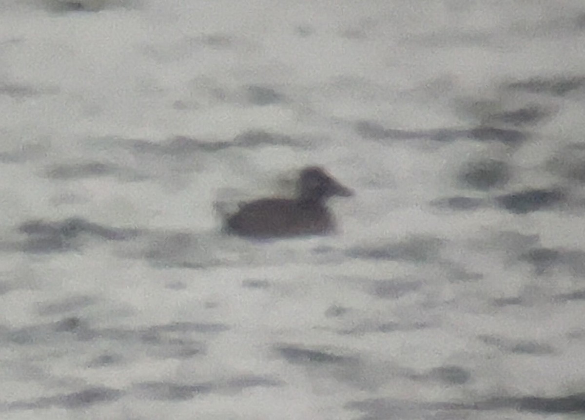 Surf Scoter - ML646559744