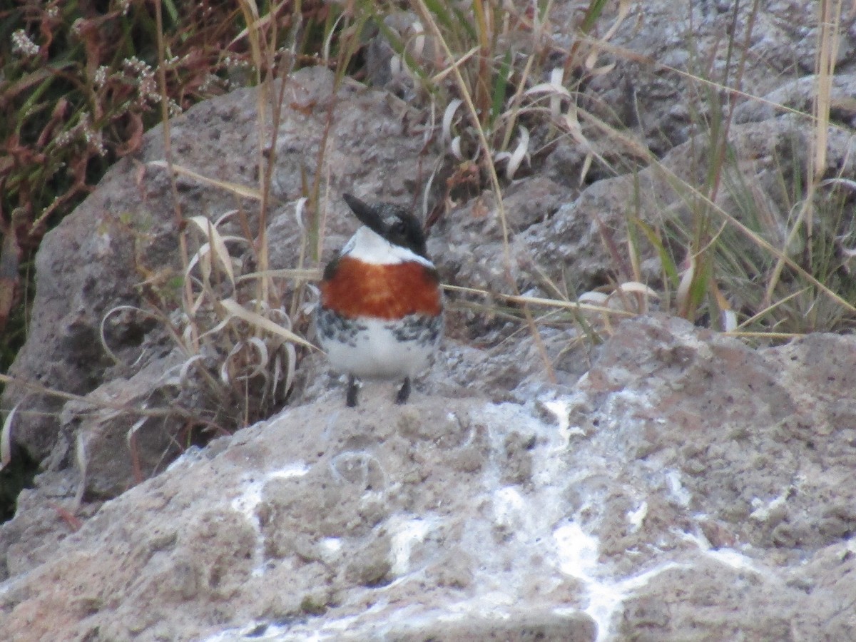 rybařík zelený - ML646559745