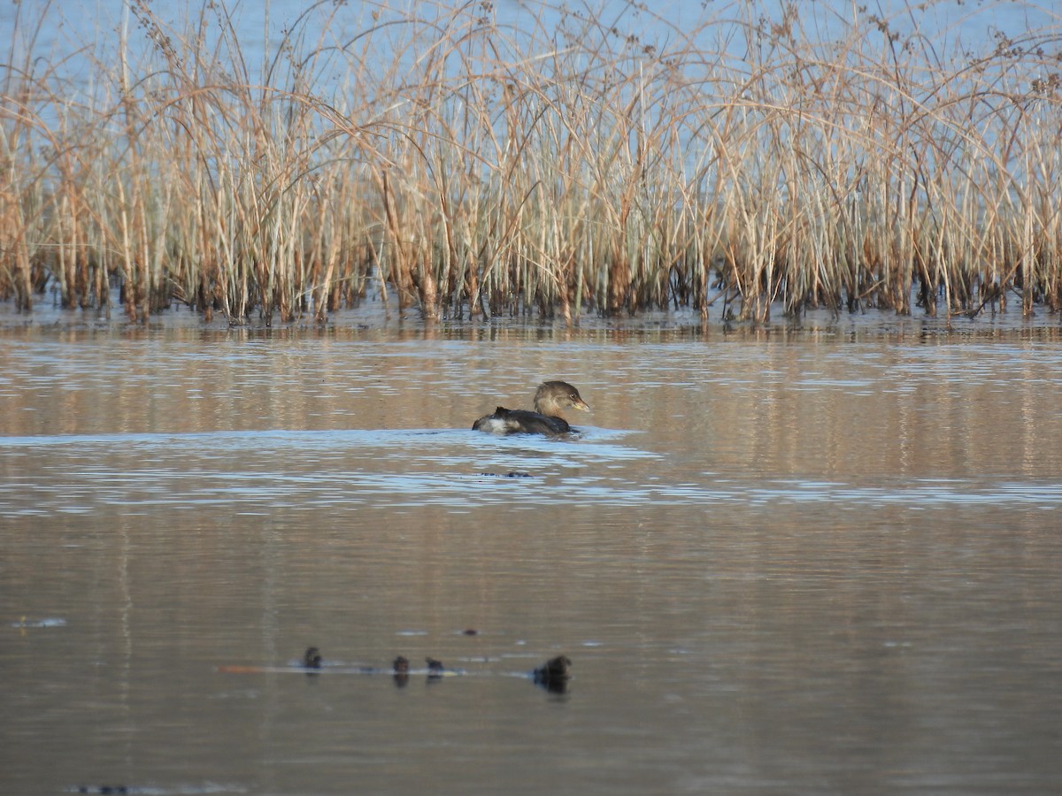 Pied-billed Grebe - ML646559746