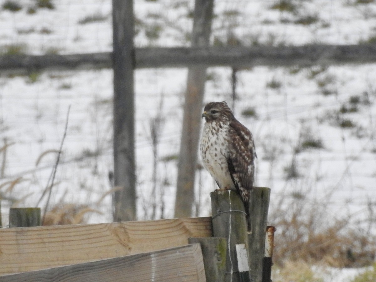 Red-shouldered Hawk - ML646559747