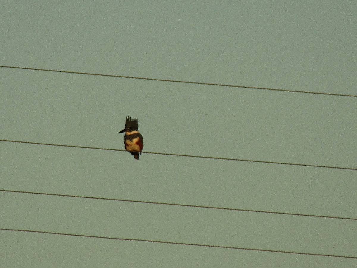 rybařík pruhoprsý - ML646559748