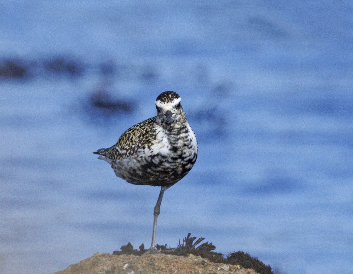 Urre-txirri siberiarra - ML646559750