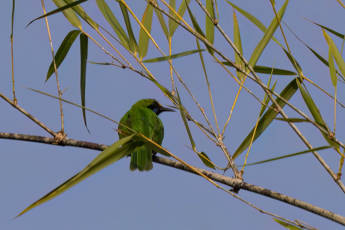 Golden-fronted Leafbird - ML646559751