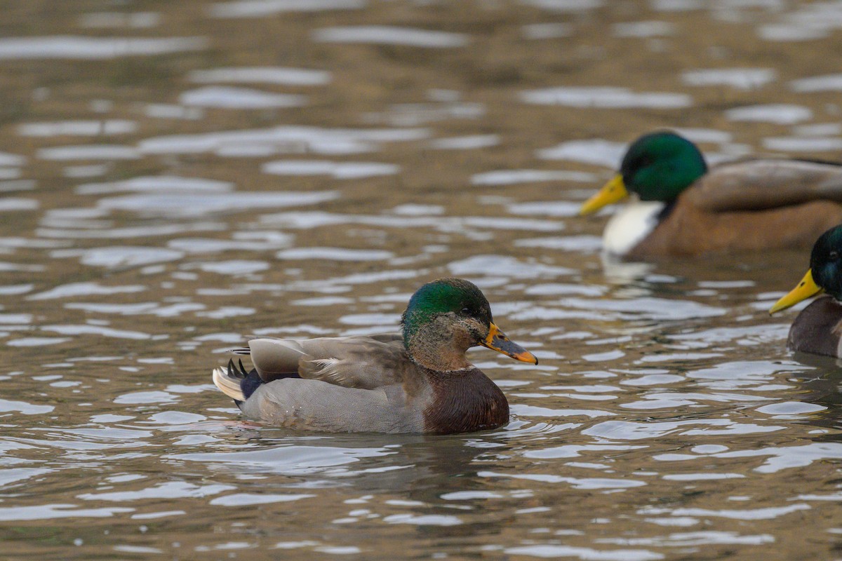 Yeşilbaş - ML646559752