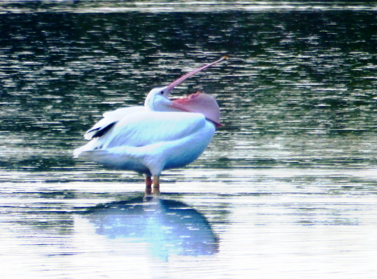 Amerika Pelikanı - ML646559753