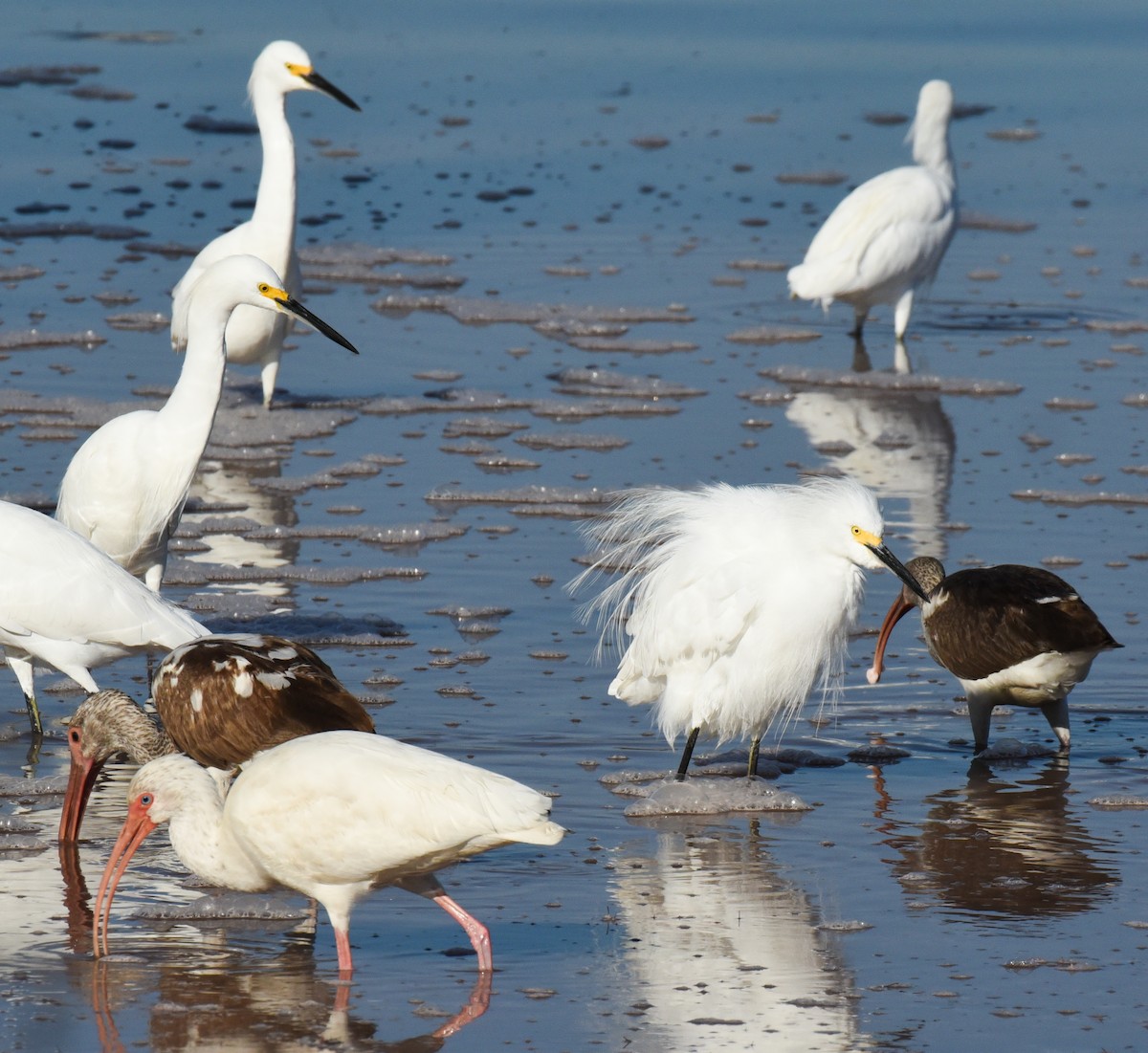 Snowy Egret - ML646559754