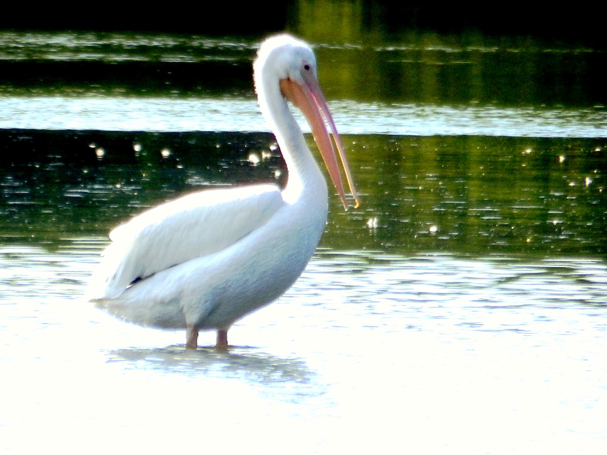 American White Pelican - ML646559755