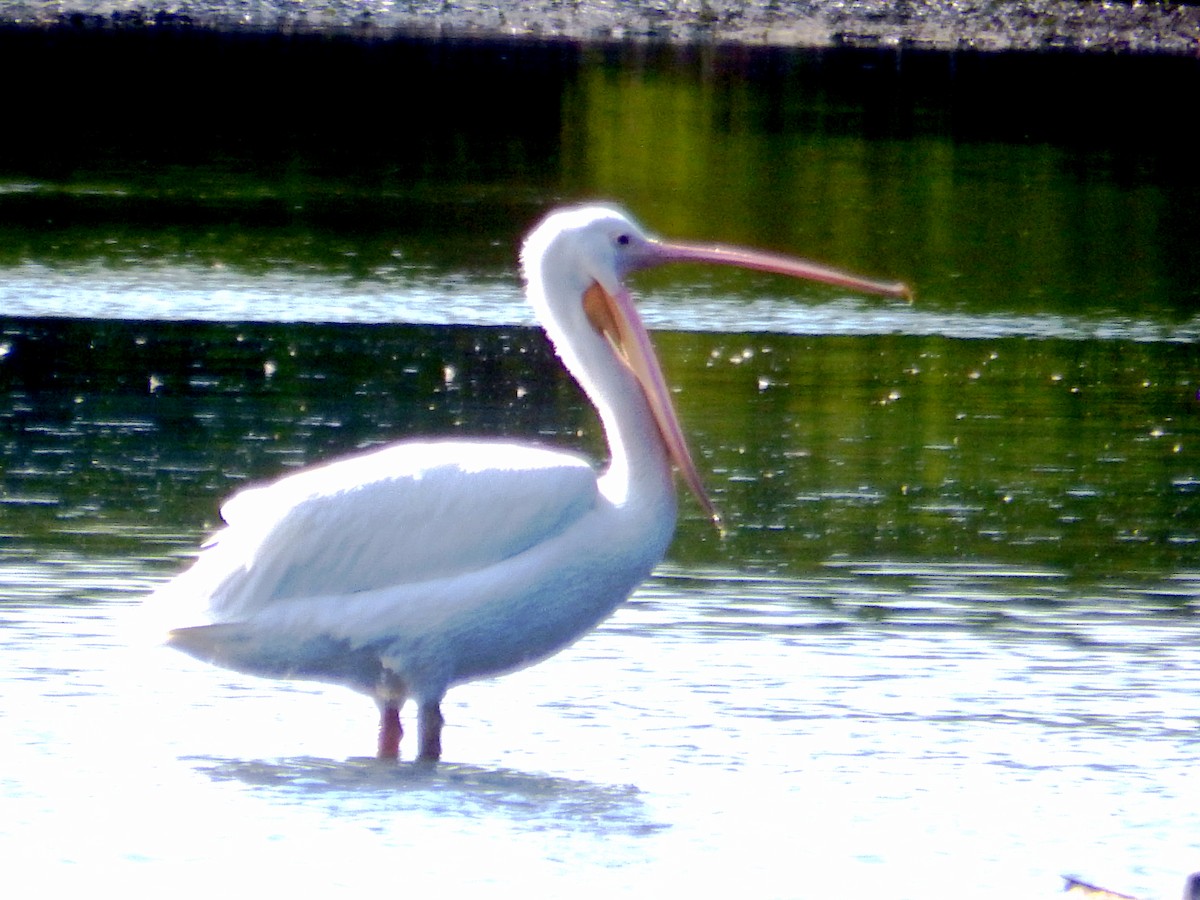 American White Pelican - ML646559756