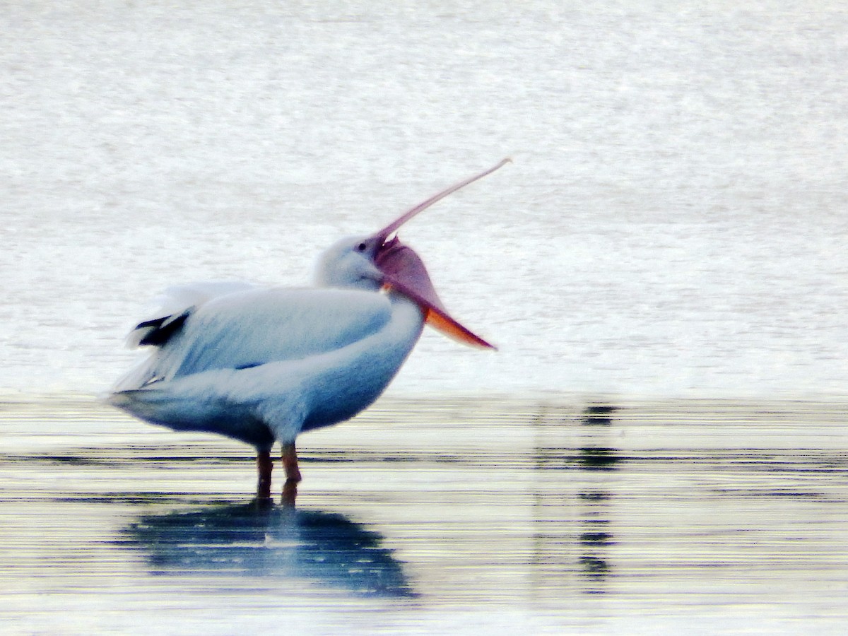 Amerika Pelikanı - ML646559757