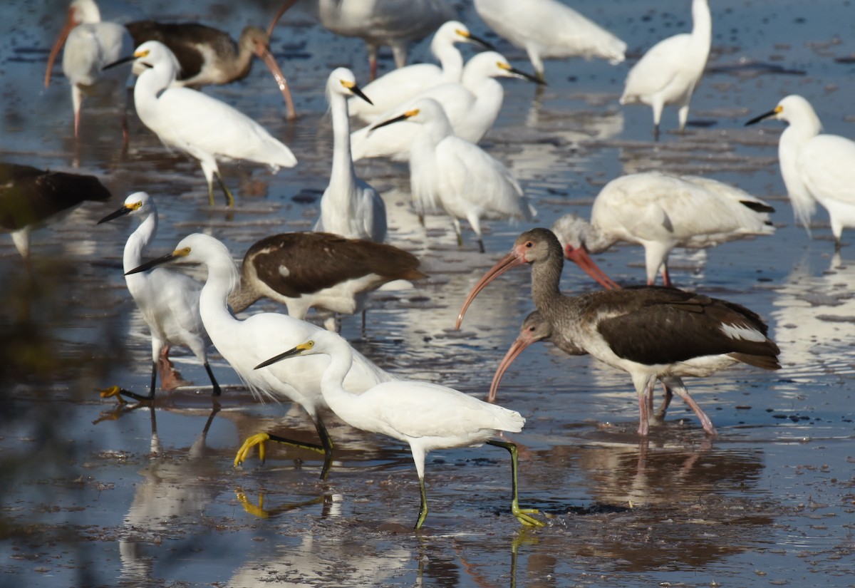 Snowy Egret - ML646559758