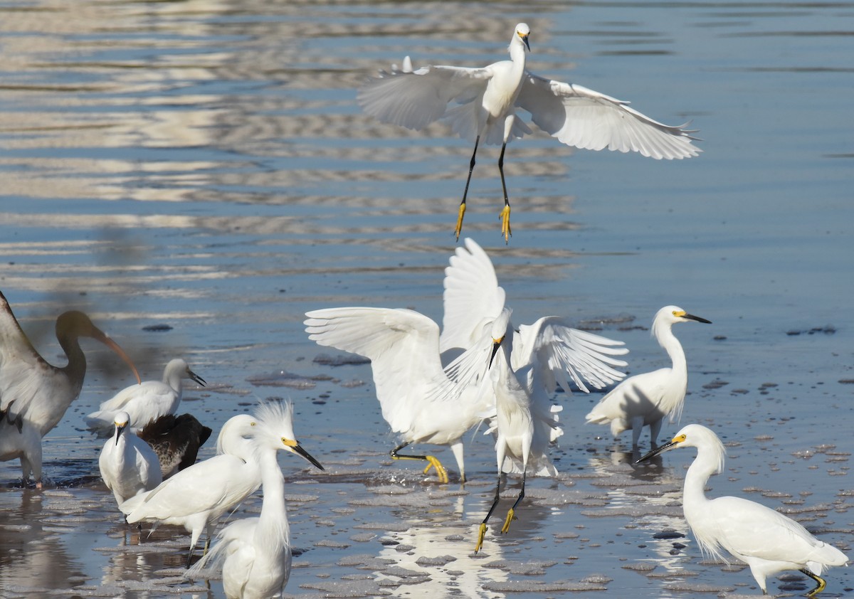 Snowy Egret - ML646559759