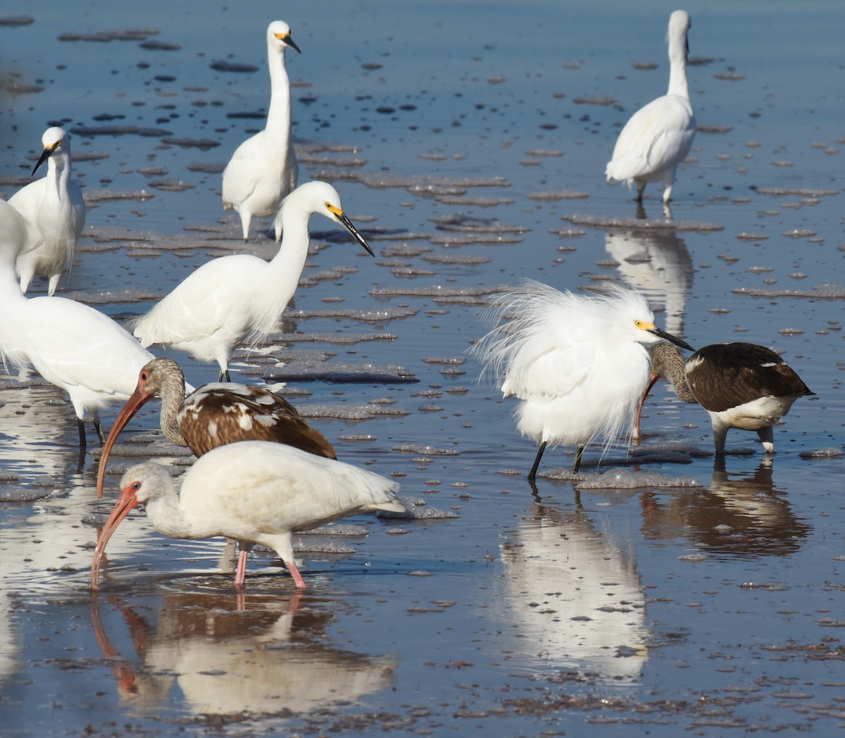 Snowy Egret - ML646559760