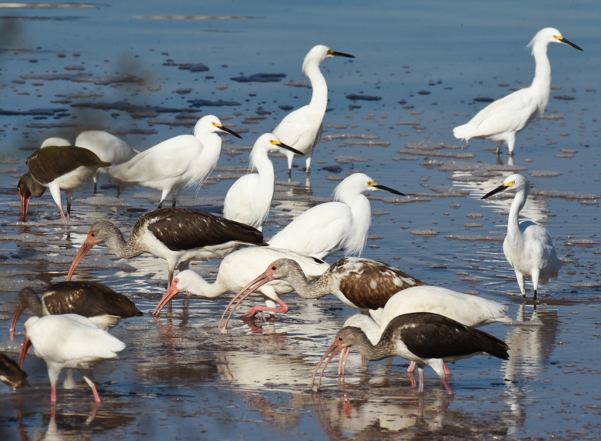 Snowy Egret - ML646559761