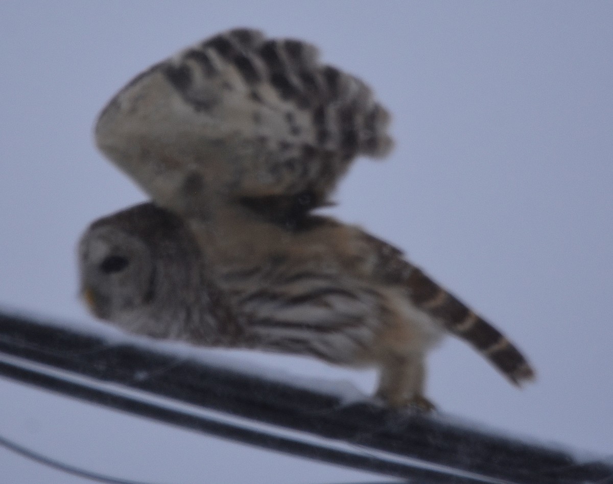 Barred Owl - ML646559765