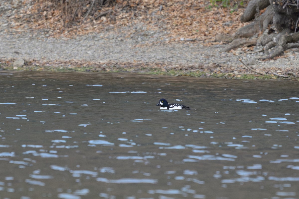 キタホオジロガモ - ML646559767