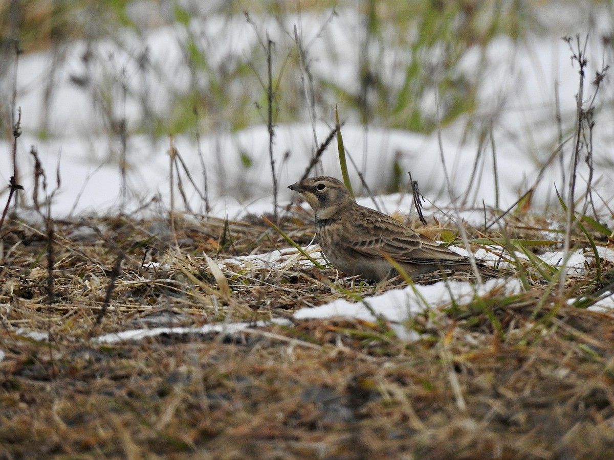 Эвэрт болжмор - ML646559769