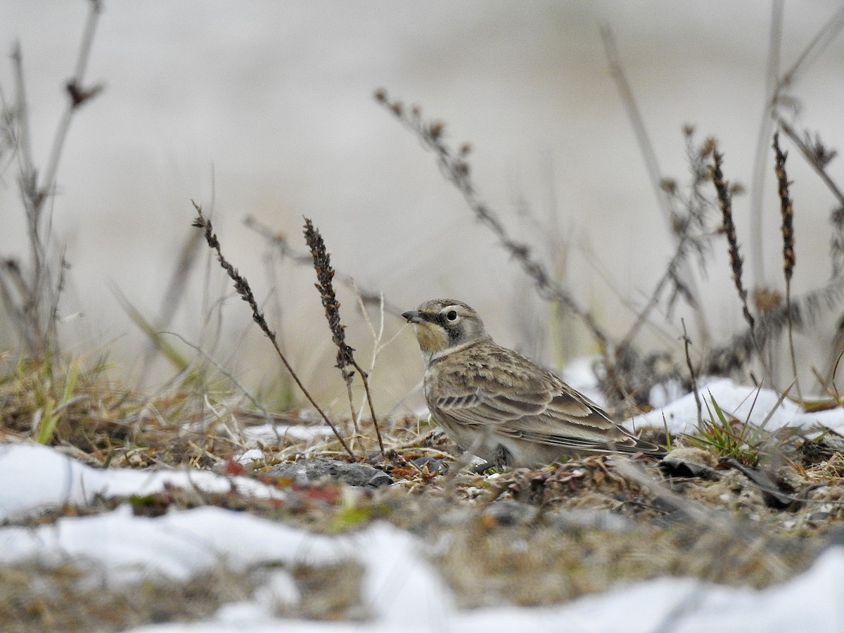 Эвэрт болжмор - ML646559770
