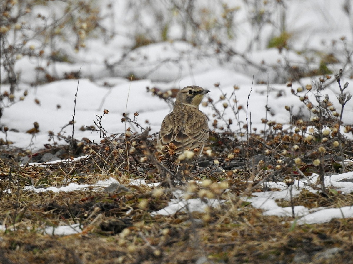 Эвэрт болжмор - ML646559771