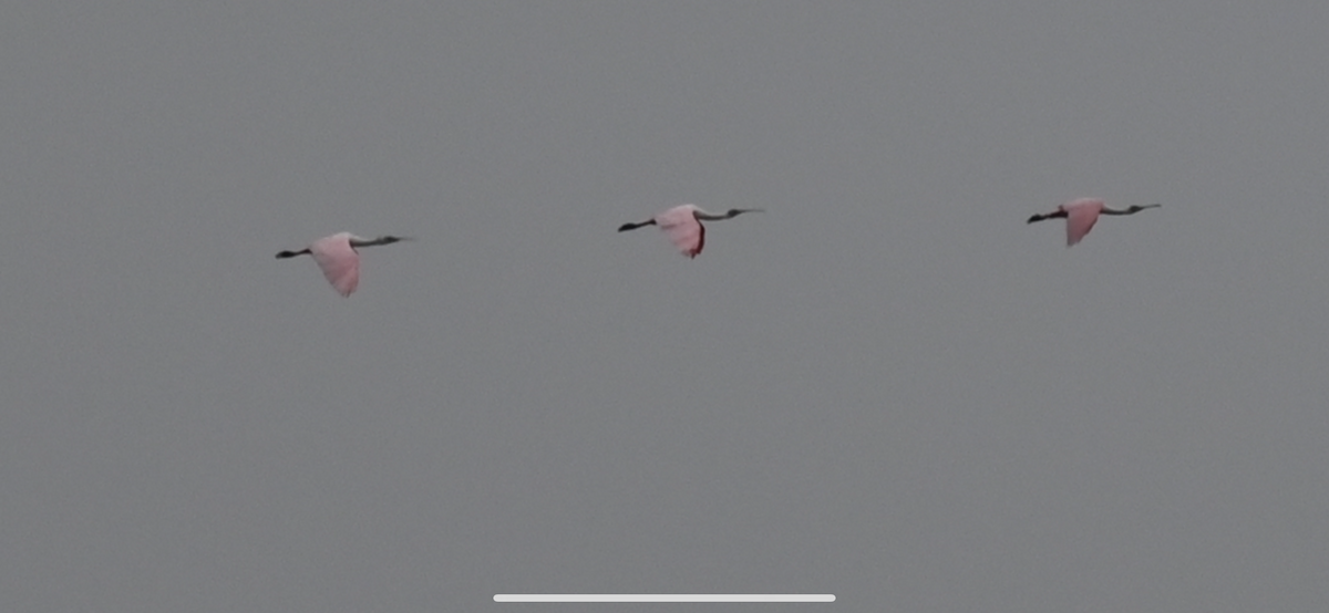 Roseate Spoonbill - ML646559772