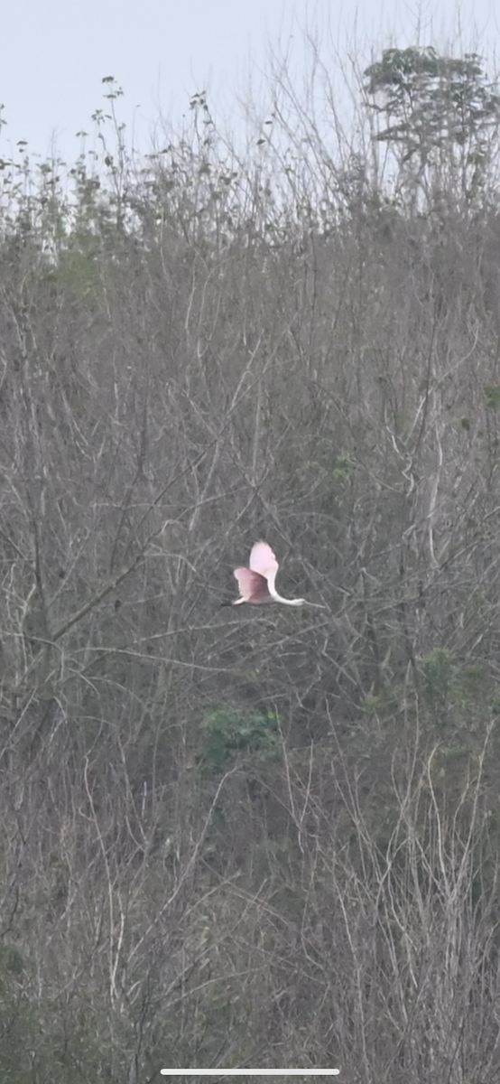 Roseate Spoonbill - ML646559773